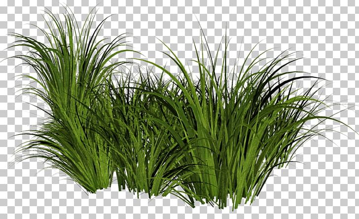 Portable Network Graphics File Formats Grasses PNG, Clipart, Chrysopogon Zizanioides, Commodity, Computer Icons, Evergreen, Garden Free PNG Download