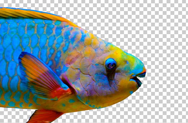 Queen Parrotfish Coral Reef Fish Midnight Parrotfish Tricolor Parrotfish PNG, Clipart, Algae, Animal, Animals, Aquariums, Beak Free PNG Download