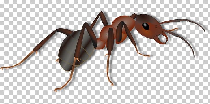 Ant Computer Icons PNG, Clipart, Ant, Arthropod, Beetle, Colony, Computer Icons Free PNG Download
