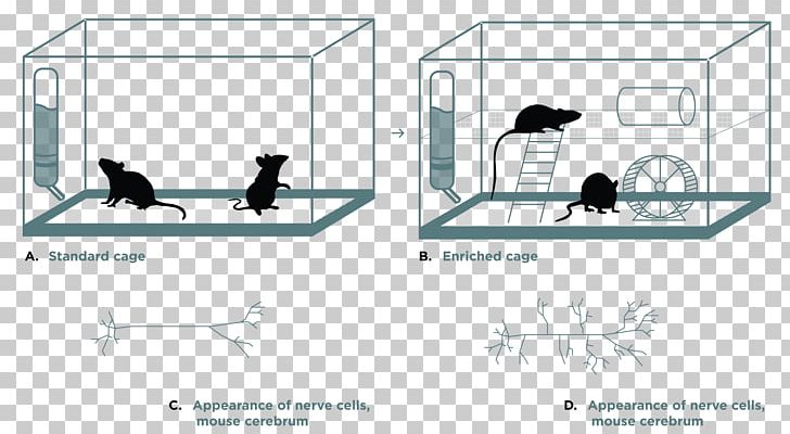 Environmental Enrichment Behavioral Enrichment Mouse Environmental Psychology Neurogenesis PNG, Clipart, Angle, Animals, Area, Behavioral Enrichment, Brand Free PNG Download