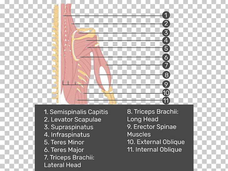 Triceps Brachii Muscle Supraspinatus Muscle Erector Spinae Muscles Splenius Muscles PNG, Clipart, Angle, Arm, Biceps, Diagram, Erector Spinae Muscles Free PNG Download