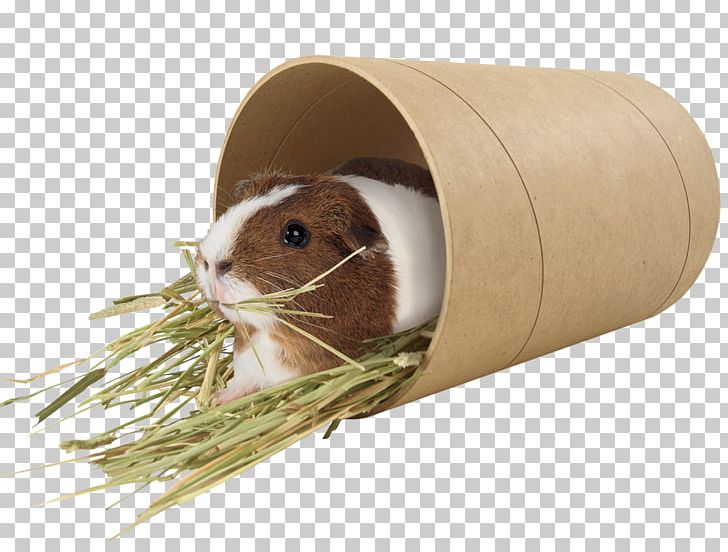 Guinea Pig Rodent Mouse Pet Muroidea PNG, Clipart, Animal, Animals, Guinea, Guinea Pig, Mammal Free PNG Download