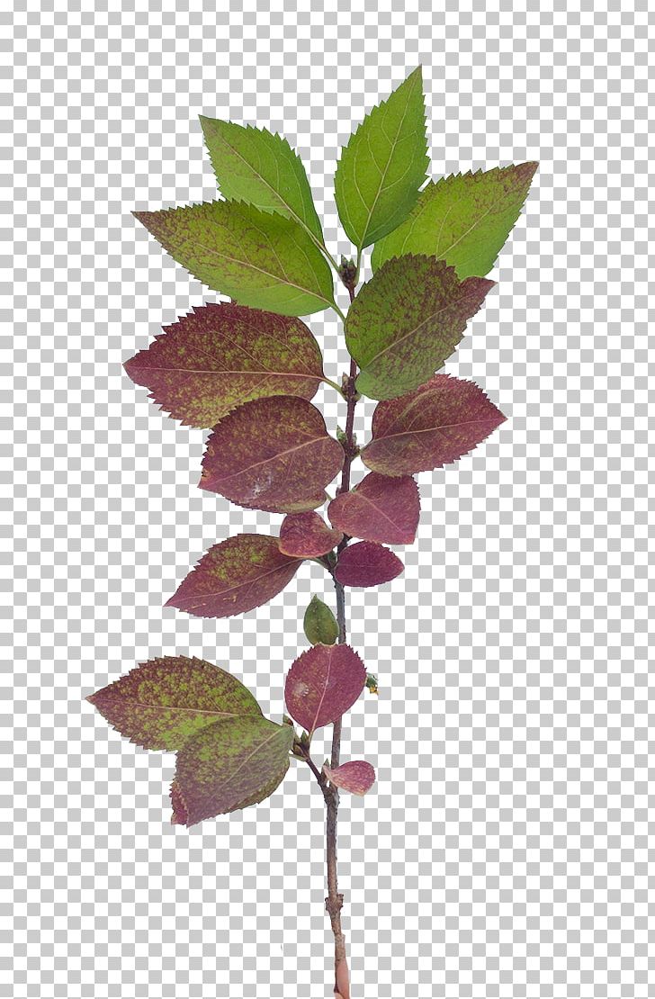 Twig Vegetation Leaf OpenGameArt.org Plant PNG, Clipart, Base, Branch, Fern, Flora, Game Free PNG Download