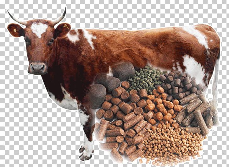 Cattle Feeding Animal Feed Fodder Pelletizing PNG, Clipart, Agriculture, Alfalfa, Animal Feed, Bull, Business Free PNG Download