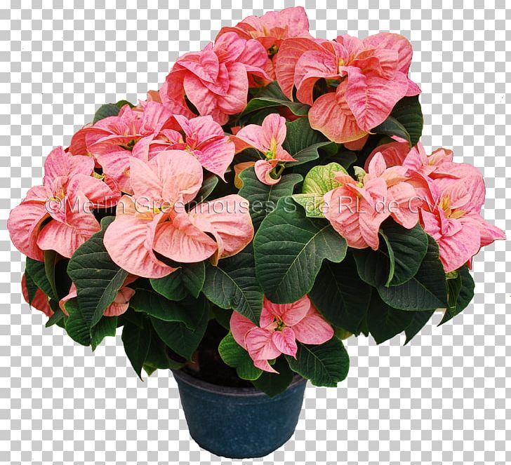 Flowerpot Poinsettia Houseplant Artificial Flower PNG, Clipart, Annual Plant, Artificial Flower, Azalea, Begonia, Cut Flowers Free PNG Download