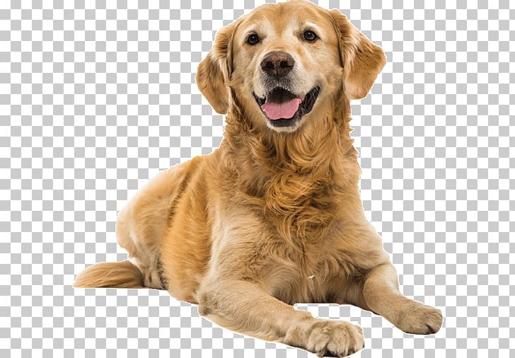 Golden Retriever Puppy Dog Training Shock Collar Dog Toys PNG, Clipart, Animals, Bark, Carnivoran, Cat, Collar Free PNG Download
