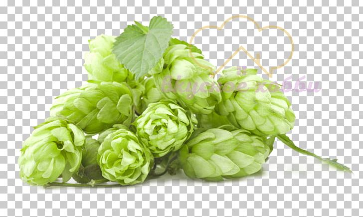 India Pale Ale Beer Amarillo Hops PNG, Clipart, Amarillo Hops, Beer, Beer Brewing Grains Malts, Brewery, Common Hop Free PNG Download