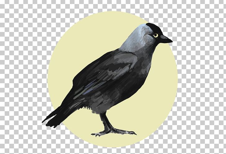Tommy Shelby American Crow Drawing YouTube Television Show PNG, Clipart, American Crow, Avatar, Beak, Bird, Crow Free PNG Download