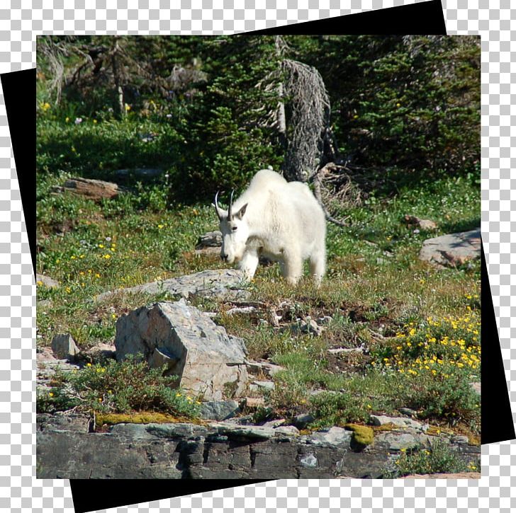 Wildlife Goat Garden Printing PNG, Clipart, Animals, Fauna, Garden, Glacier, Goat Free PNG Download
