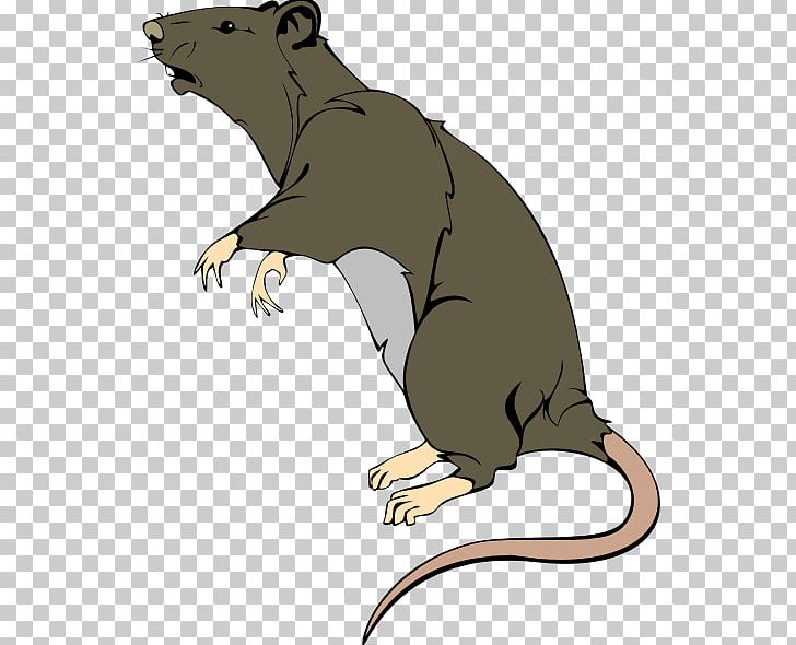 Brown Rat Mouse Rodent Laboratory Rat PNG, Clipart, Acid Cliparts, Beaver, Black Rat, Brown Rat, Carnivoran Free PNG Download