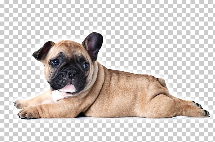 French Bulldog Puppy Dog Breed Stock Photography PNG, Clipart, Animals, Breed, Bulldog, Carnivoran, Companion Dog Free PNG Download
