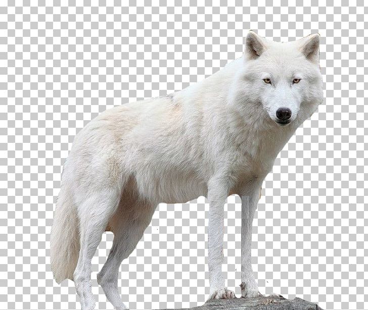 Icehotel Alaskan Tundra Wolf Layers Ice Hotel PNG, Clipart, Animal ...