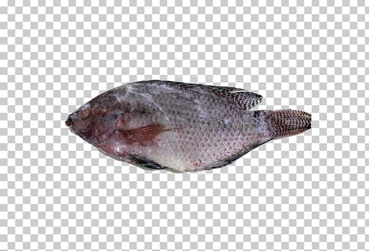 Sole Fish Products Tilapia Oily Fish Fauna PNG, Clipart, Animals, Animal Source Foods, Bony Fish, Fauna, Fish Free PNG Download