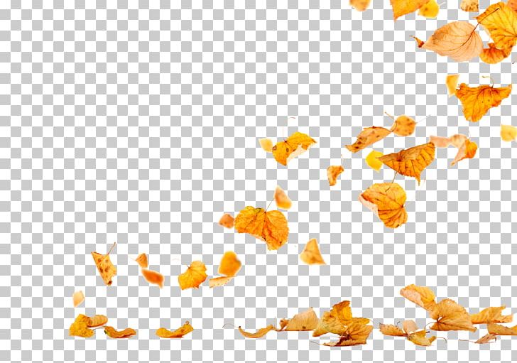 Autumn Leaves Leaf Photography PNG, Clipart, Autumn, Autumn Leaves, Color, Download, Falling Free PNG Download