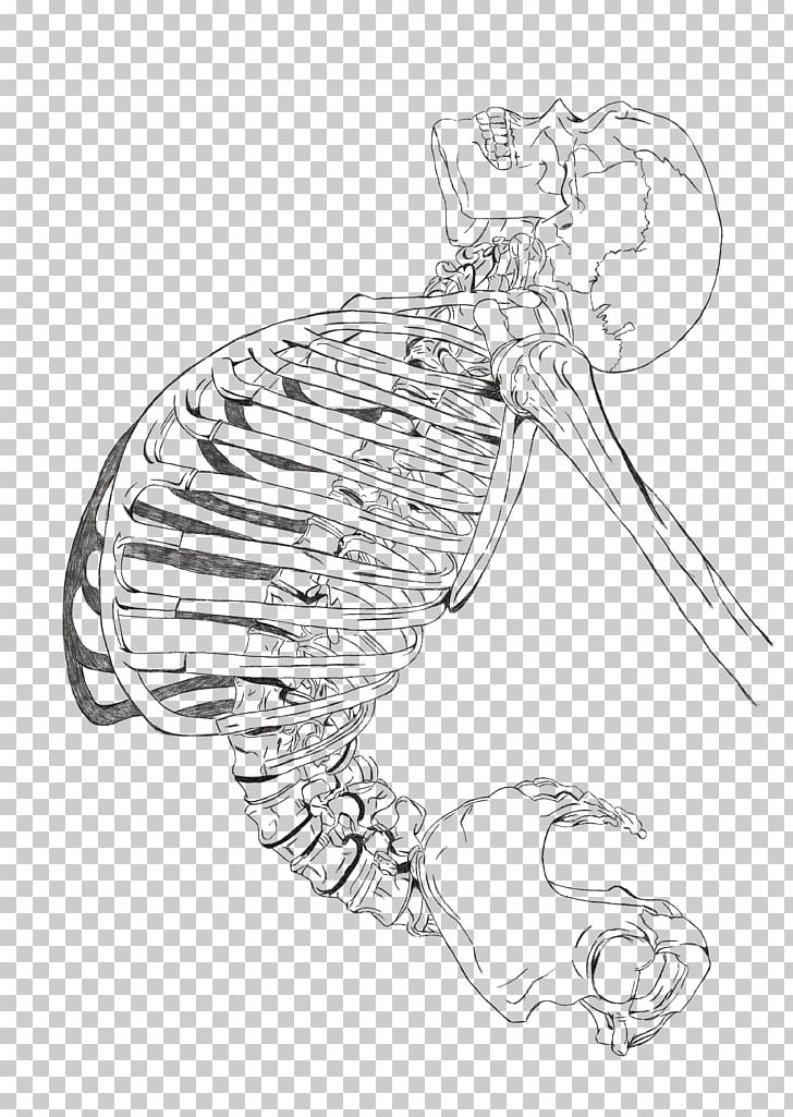 Drawing Line Art Anatomy PNG, Clipart, Anatomy, Arm, Art, Artwork, Beak Free PNG Download