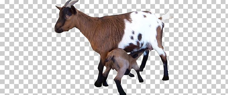 Goat PNG, Clipart, Goat Free PNG Download