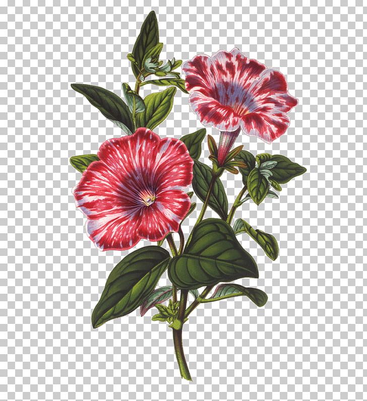 Botanical Illustration Botany Flower PNG, Clipart, Annual Plant, Art, Biological Illustration, Botanical Illustration, Botany Free PNG Download