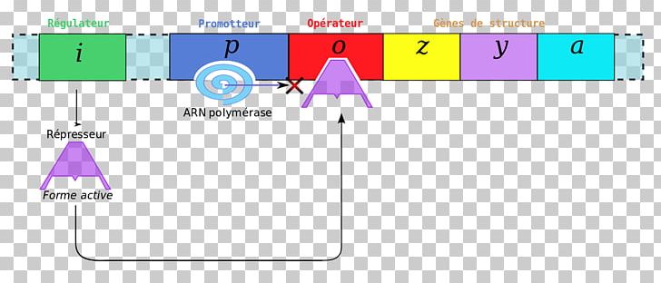 Graphic Design Brand Lac Operon PNG, Clipart, Angle, Area, Art, Brand, Diagram Free PNG Download