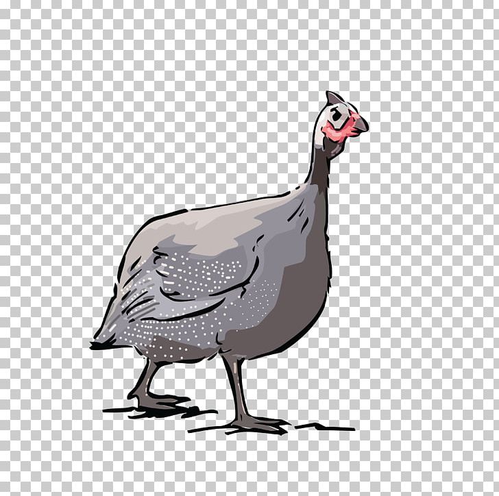 Helmeted Guineafowl Chicken Bird PNG, Clipart, Animals, Beak, Bird, Chicken, Crested Guineafowl Free PNG Download