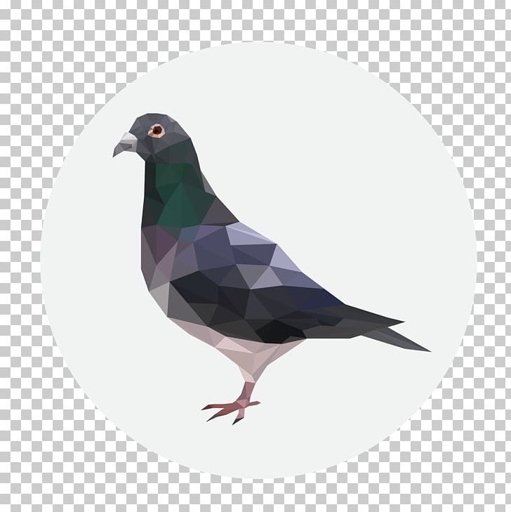 Homing Pigeon Columbidae PNG, Clipart, Animals, Beak, Bird, Columbidae, Domestic Pigeon Free PNG Download