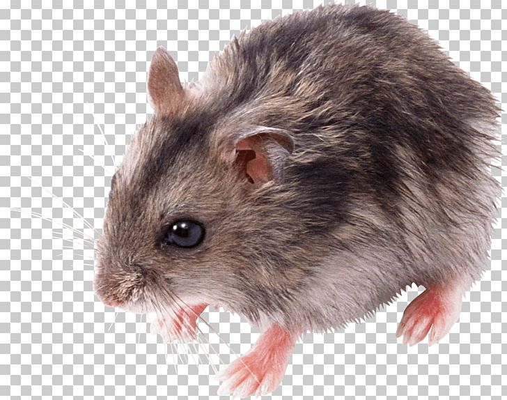 Rat Mouse PNG, Clipart, Animals, Catlover, Computer Icons, Dormouse, Ecologia Free PNG Download