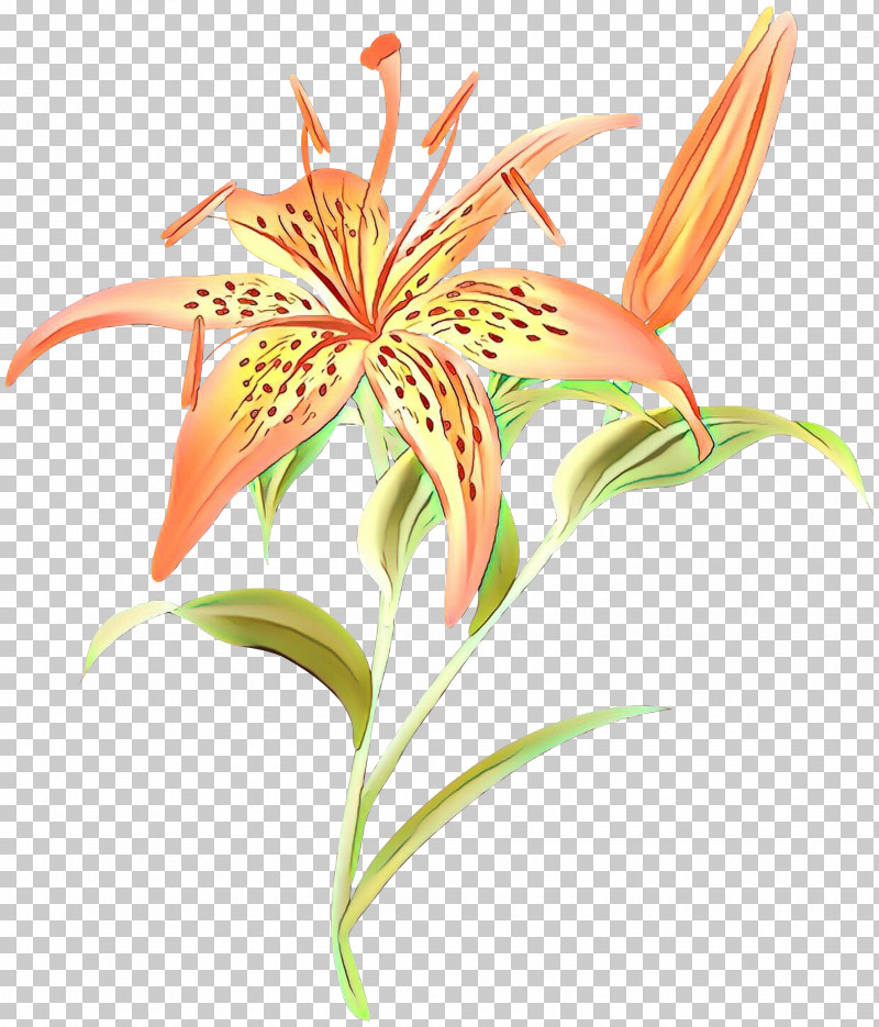 Flower Plant Yellow Canada Lily Tiger Lily Lily PNG, Clipart, Flower, Lily, Orange Lily, Pedicel, Plant Free PNG Download