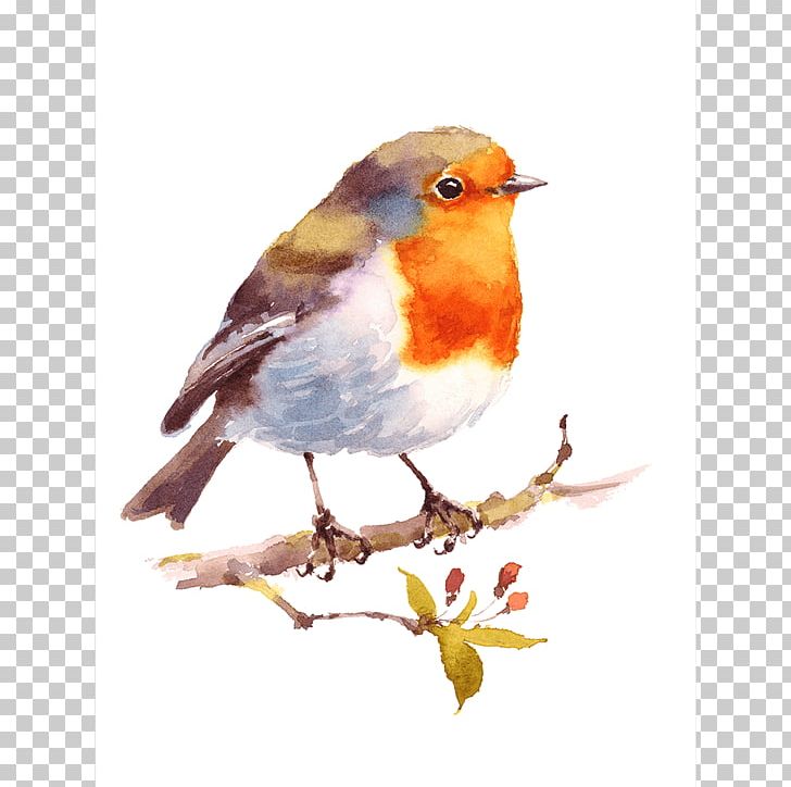 Bird Watercolor Painting Drawing American Robin PNG, Clipart, American Robin, Animals, Aquarell, Art, Beak Free PNG Download