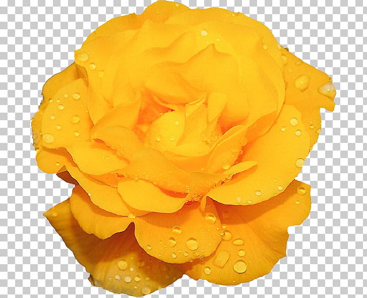 Flower Bouquet Animaatio Garden Roses PNG, Clipart, Animaatio, Animated Film, Blue Rose, Computer Animation, Cut Flowers Free PNG Download