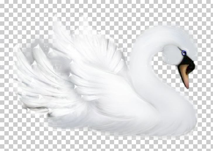 Mute Swan Bird Goose Duck Cygnini PNG, Clipart, Beak, Bird, Black And White, Cygnini, Data Free PNG Download