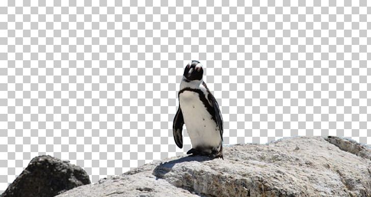 Boulders Beach King Penguin Bird Word Rings PNG, Clipart, African Penguin, Animal, Animals, Antarctic, Antarctic Penguins Free PNG Download