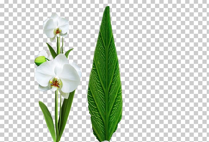 Flowering Plant Brazil Orchids PNG, Clipart, Album, Brazil, Flower, Flowering Plant, Leaf Free PNG Download