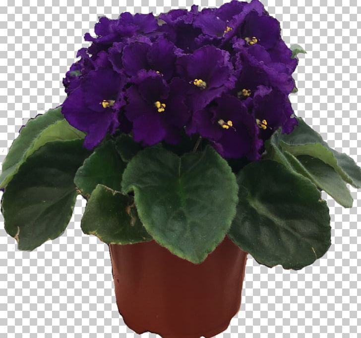 Flowerpot Houseplant Annual Plant Primrose PNG, Clipart, Annual Plant, Flower, Flowerpot, Houseplant, Plant Free PNG Download