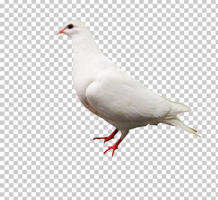 Rock Dove Columbidae White Computer File PNG, Clipart, Animals, Background, Beak, Bird, Black White Free PNG Download