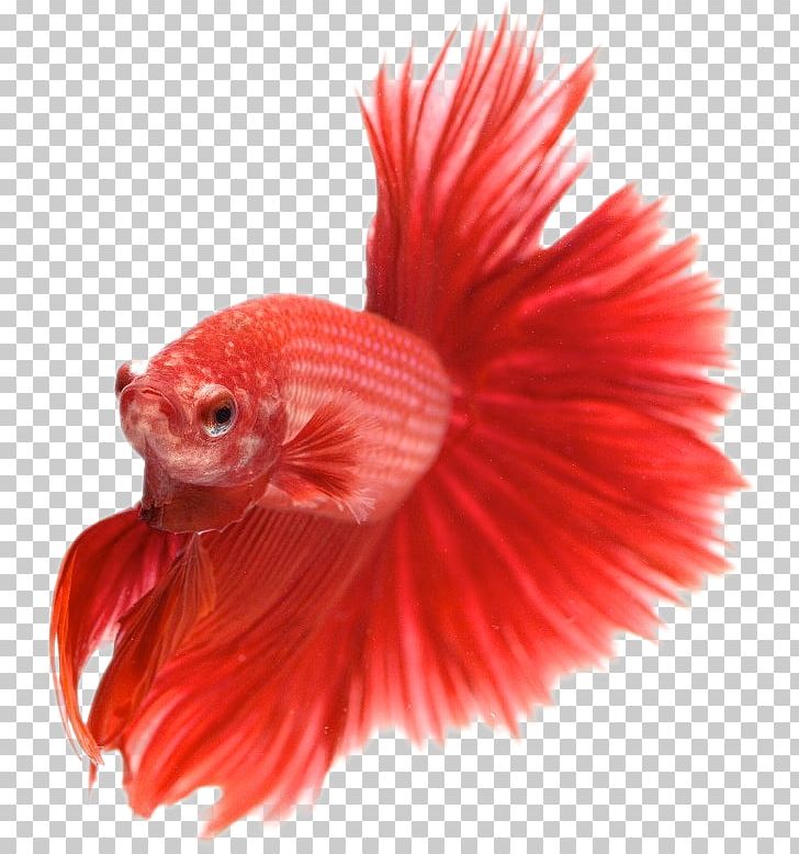 Siamese Fighting Fish Desktop Oranda Ryukin IPhone 6S PNG, Clipart, Aquarium, Aquariums, Beak, Bird, Chicken Free PNG Download