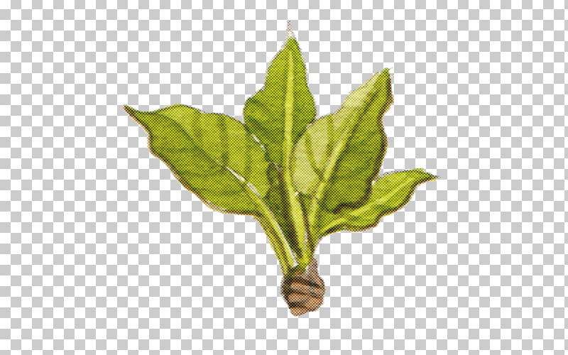Leaf Plant Stem Herb Plant Biology PNG, Clipart, Biology, Herb, Leaf, Plant, Plant Stem Free PNG Download