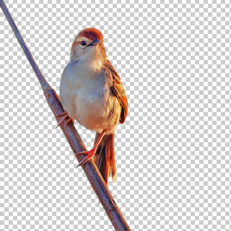 Bird PNG, Clipart, Beak, Bird, Branch, Eastern Bluebird, Emberizidae Free PNG Download