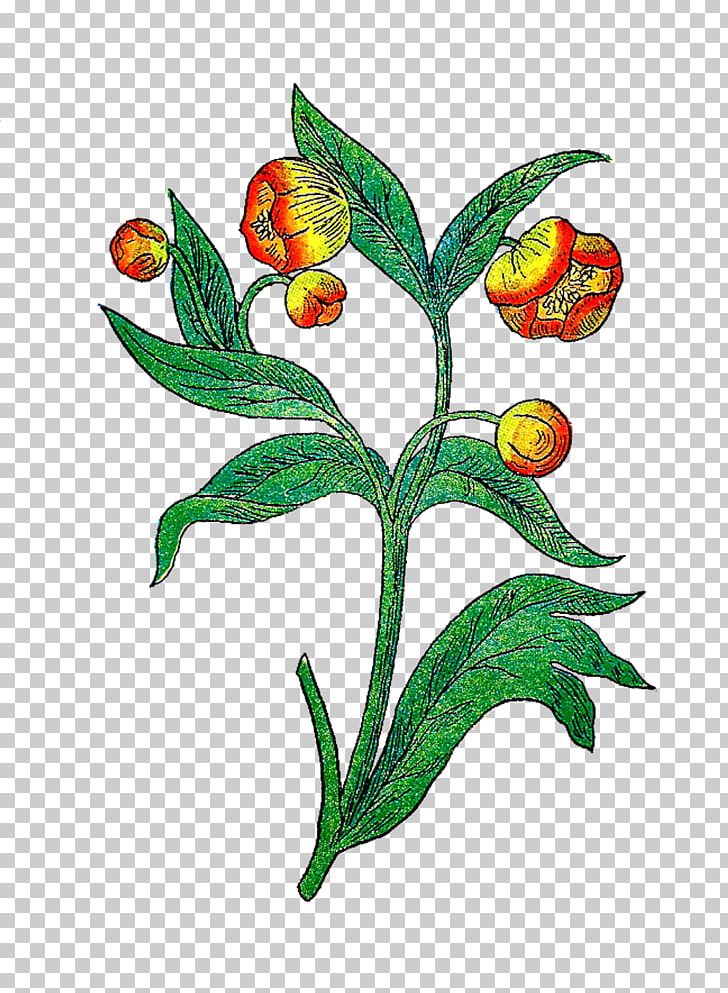 Illustrator PNG, Clipart, Botanical, Botanical Illustration, Botany, Branch, Drawing Free PNG Download
