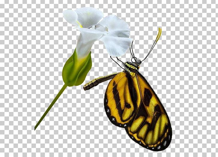 Monarch Butterfly Moth Insect PNG, Clipart, Animal, Animals, Arthropod, Brush Footed Butterfly, Butterflies And Moths Free PNG Download