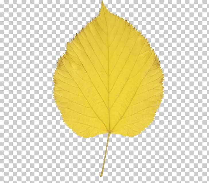 Paper Birch Autumn Leaf Color PNG, Clipart, Aspen, Autumn, Autumn Leaf Color, Betula Alleghaniensis, Birch Free PNG Download