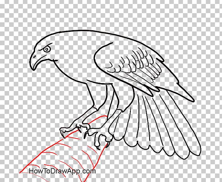 Beak Bald Eagle Bird Drawing PNG, Clipart, Accipitridae, Animals, Artwork, Bald Eagle, Beak Free PNG Download