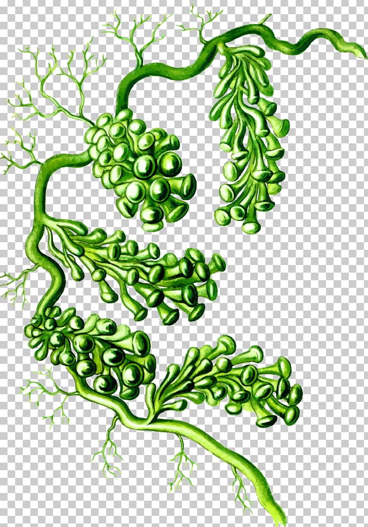 Caulerpa Racemosa Plant Caulerpa Lentillifera Art Forms In Nature Algae PNG, Clipart, Branch, Caulerpa, Chlamydomonadales, Chlamydomonas, Chlorophyceae Free PNG Download