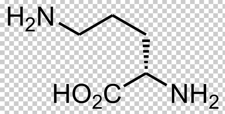 Ornithine Decarboxylase Arginine Beta-Methylamino-L-alanine Amino Acid PNG, Clipart, Amino Acid, Angle, Area, Arginine, Betamethylaminolalanine Free PNG Download