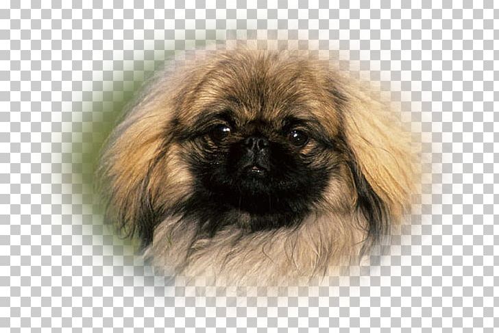 Pekingese Tibetan Spaniel Chinese Imperial Dog Dog Breed Companion Dog PNG, Clipart, Affenpinscher, Akita, Akita Inu, Animal, Breed Free PNG Download
