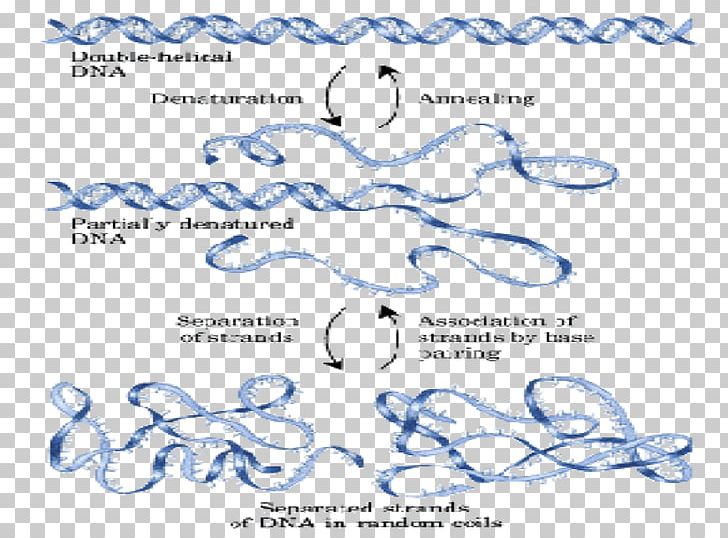 Phospholipid Saponification Triglyceride Number PNG, Clipart, Blue, Calligraphy, Definition, Dna Molecules, Function Free PNG Download