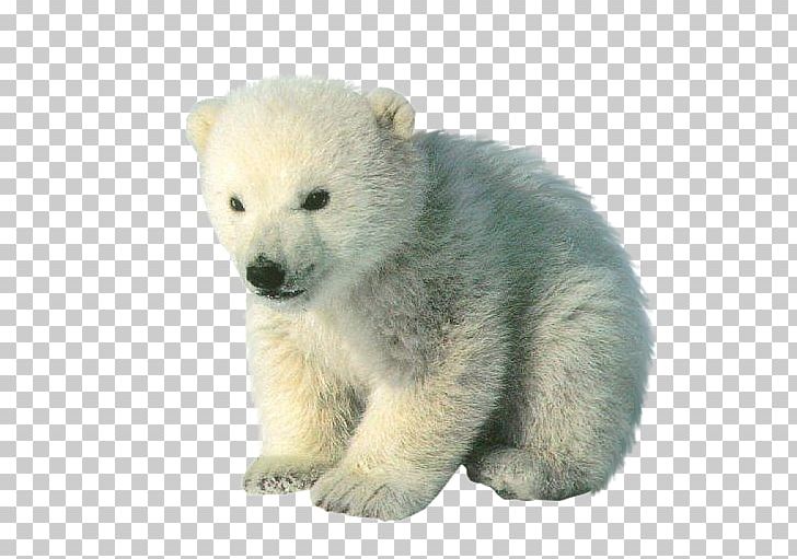Polar Bear Cubs Baby Polar Bears PNG, Clipart, American Black Bear, Animal, Animals, Asian Black Bear, Baby Polar Bear Free PNG Download