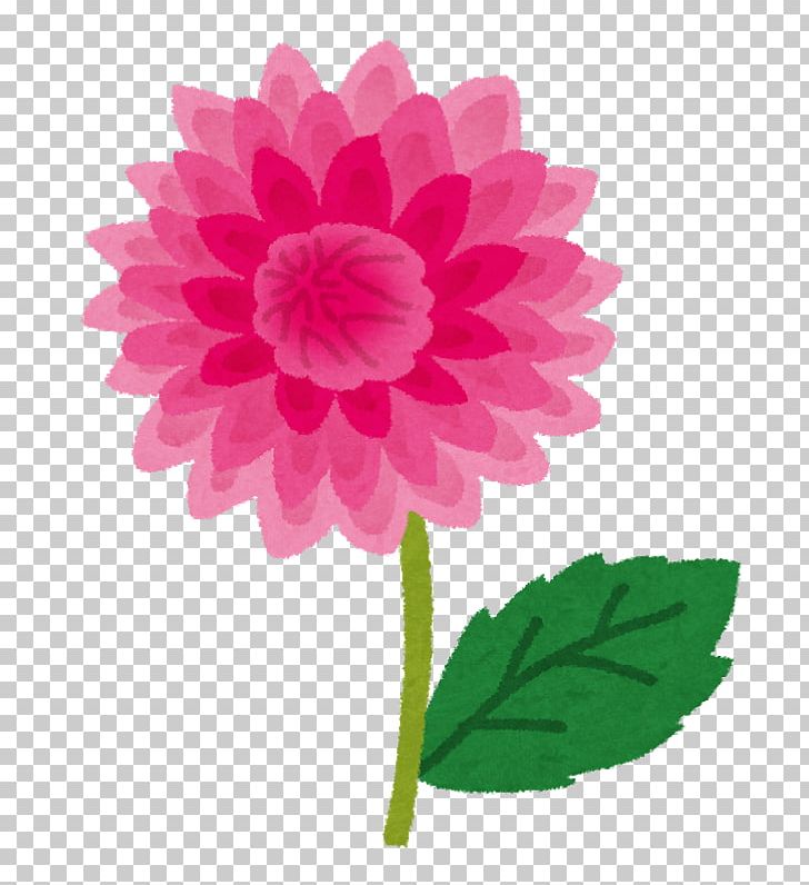 Dahlia Minsk Tractor Works Cut Flowers PNG, Clipart, Annual Plant, Cut Flowers, Dahlia, Dahlias, Daisy Family Free PNG Download