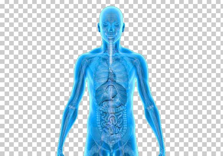 Human Body Stock Photography Organ Small Intestine Anatomy PNG, Clipart, Circulatory System, Electric Blue, Endocrine Gland, Figurine, Function Free PNG Download