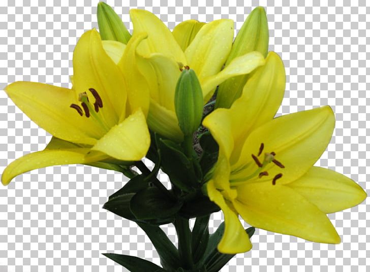 Lilium Yellow Flower PNG, Clipart, Blog, Color, Cut Flowers, Daylily, Flower Free PNG Download