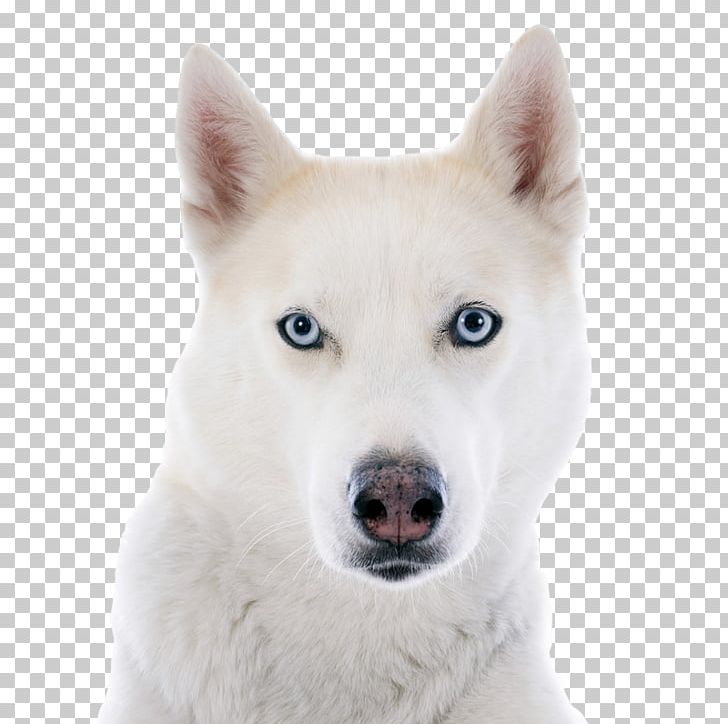 Siberian Husky Puppy Siberian Cat PNG, Clipart, Animal, Animals, Carnivoran, Dog Breed, Dog Breed Group Free PNG Download