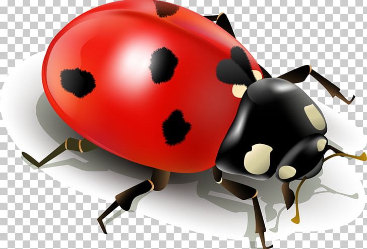 Insect Ladybird PNG, Clipart, Arthropod, Beetle, Decorative, Decorative Pattern, Dig Free PNG Download